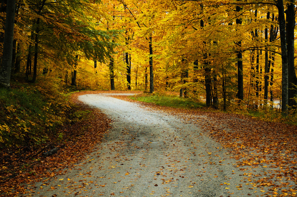 Golden autumn road - Photo, Image
