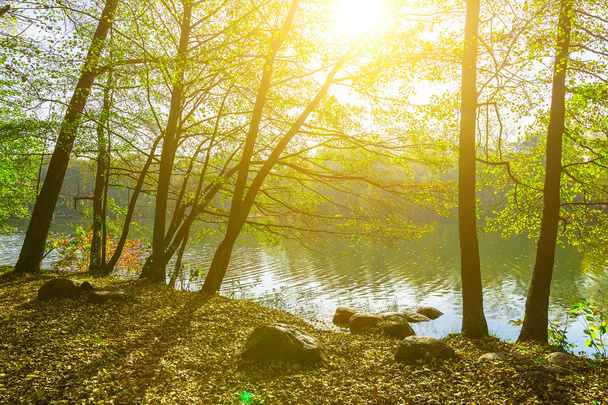 Park with Trees in Sunlight by Lake - Fotoğraf, Görsel