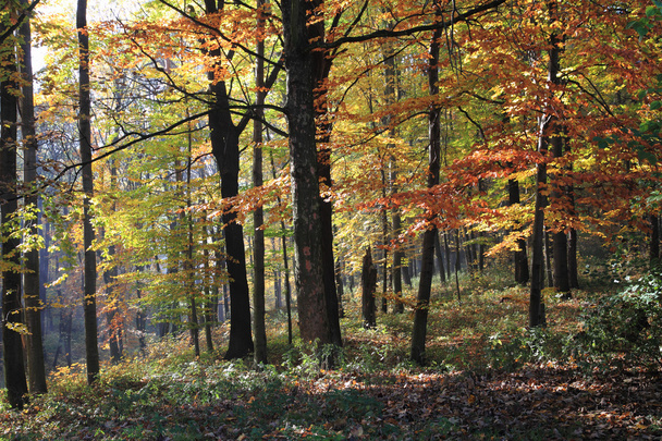 Herbstfarbenpark - Foto, Bild