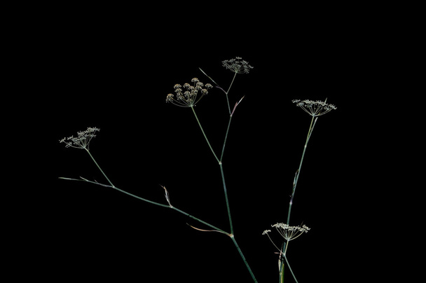 Anthriscus sylvestris, Ravenswing, cow parsley - Foto, Imagem