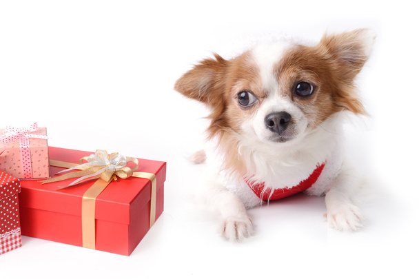 Chihuahua with gift. - Foto, afbeelding