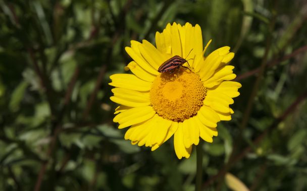 Italian striped-bug over a yellow daisy - Photo, Image