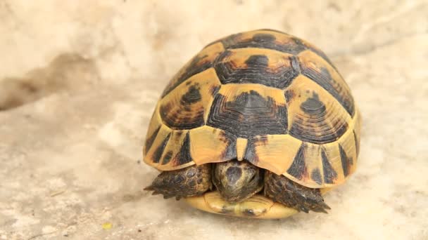Kaplumbağa ve güvenli deniz hayvanı kabuğu - Video, Çekim