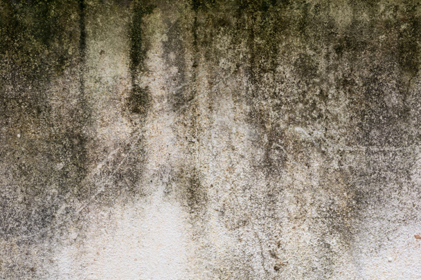 Paredes de moho, paredes sucias
 - Foto, imagen