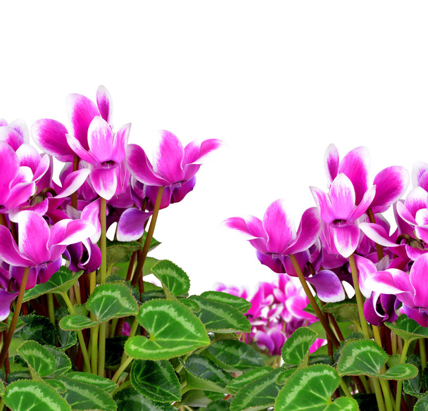 pink flower cyclamen - Photo, Image