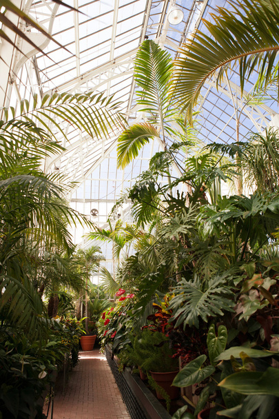 a greenhouse that holds different types of plants, interior - Photo, Image