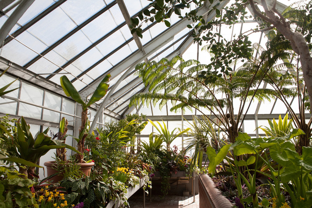 kasvihuone, jossa on erityyppisiä kasveja, sisustus
 - Valokuva, kuva