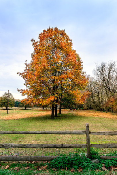 Paesaggio bucolico di cavalli al pascolo sotto gli alberi d'autunno
 - Foto, immagini