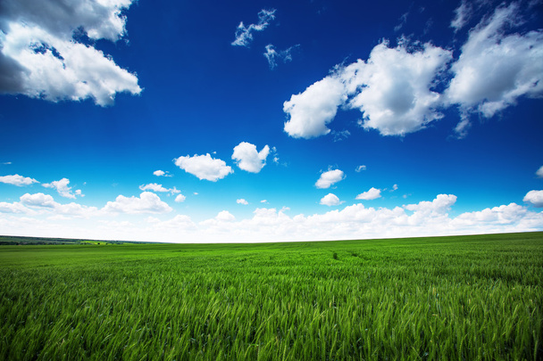 búza field ellen, kék ég, fehér felhők. mezőgazdasági scen - Fotó, kép