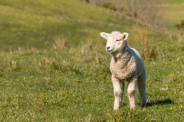 curious lamb standing on grass - Photo, Image