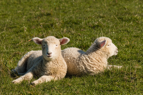 Deux agneaux reposant sur l'herbe
 - Photo, image