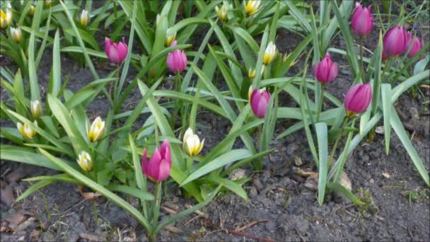 kwiaty tulipan dziki - Materiał filmowy, wideo