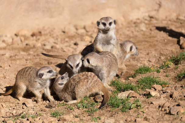 meerkat or suricate playing - Foto, Imagem