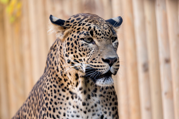 closeup Leopard se těší - Fotografie, Obrázek