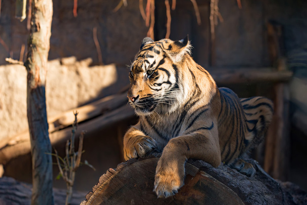 Sumatran Tiger, Panthera tigris sumatrae - Фото, изображение