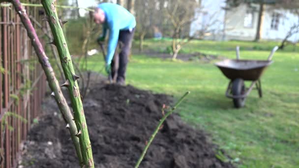 Rosier épineux tige de fleur et jardinier flou creuser le sol. 4K
 - Séquence, vidéo
