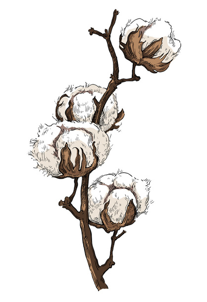 Hand made vector sketch of cotton plants. - Vektör, Görsel