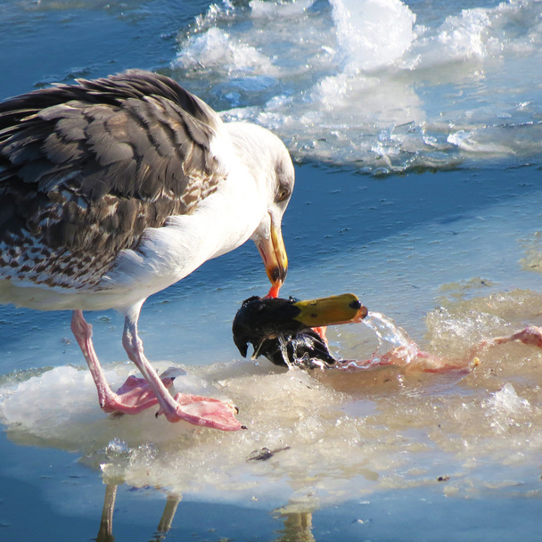 Duck vs. Gull or And the winner is...: - Photo, Image