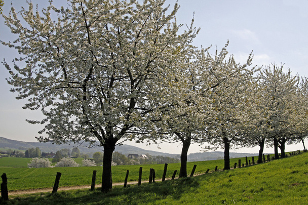 Kersenbomen in het voorjaar, Hagen, Nedersaksen, Duitsland, Europa - Foto, afbeelding