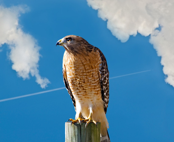 Hawk Against a Blue Sky - Photo, Image