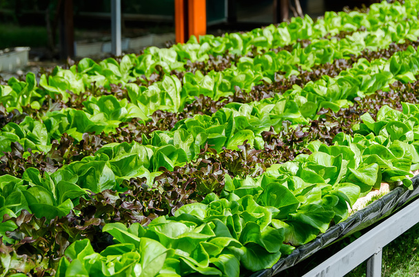 Organic cultivation different kinds of lettuce - Foto, immagini