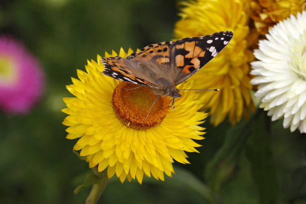 Бабочка на золотой вечности (Helichrysum bractaetum
) - Фото, изображение