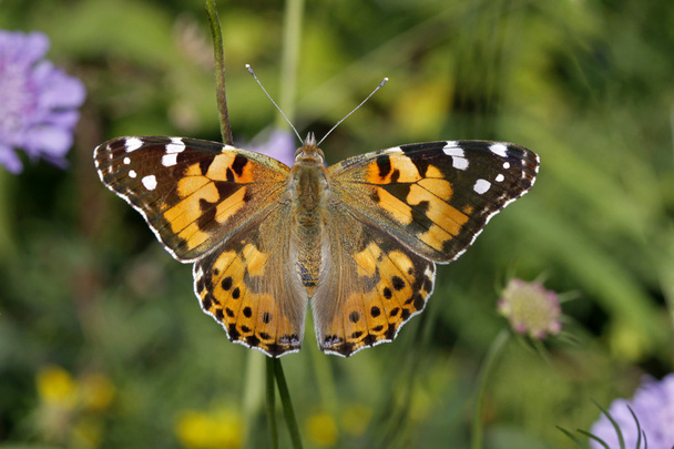 Vanessa cardui, Painted lady butterfly (Cynthia cardui), european butterfly - Photo, Image