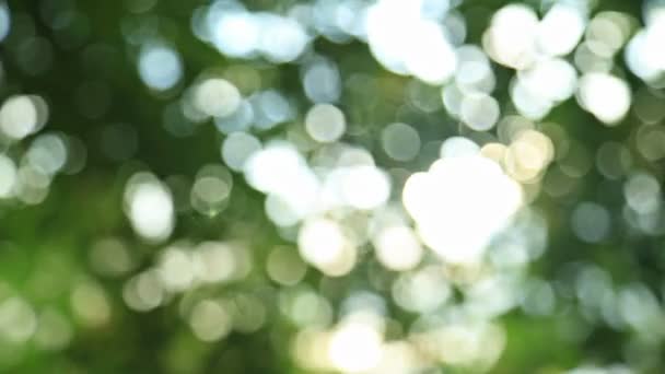 Sunny abstract green nature background - Footage, Video
