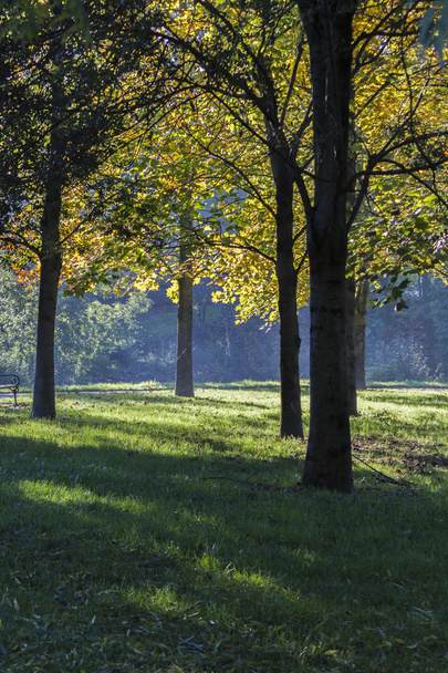 Árbol en el parque en otoño
 - Foto, imagen