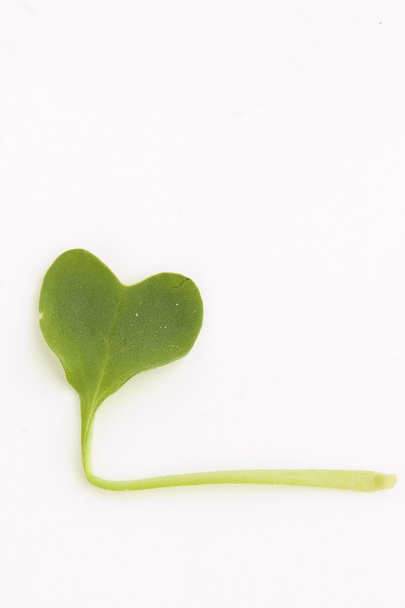 καρδιά-διαμορφωμένα φύλλα - Φωτογραφία, εικόνα