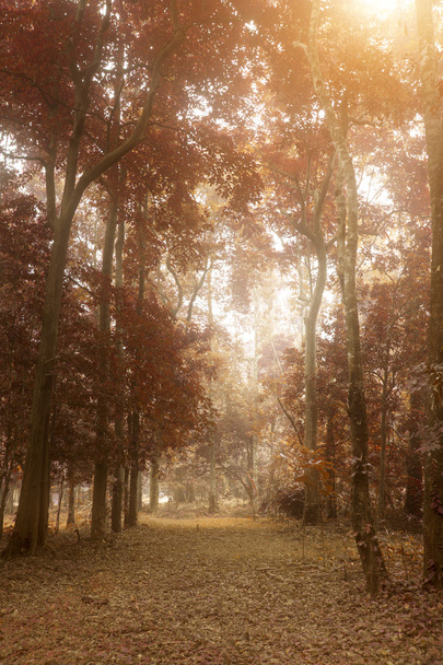 Herfst bos met zonlicht. (Afbeelding van de VN-focus) - Foto, afbeelding