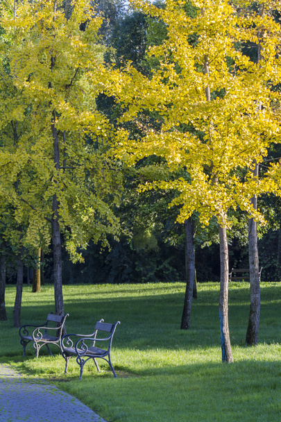 ağaçta parkta bir sonbahar - Fotoğraf, Görsel