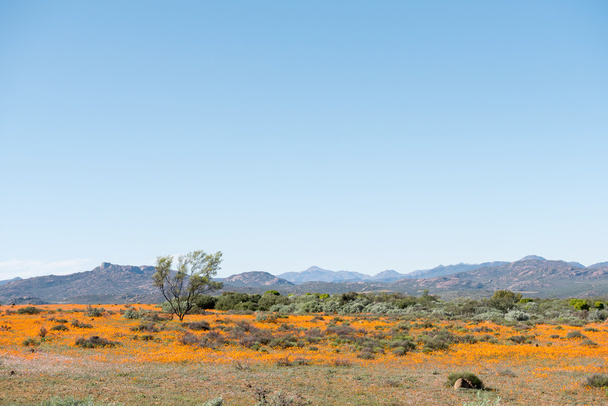 Field of indigenous orange daisies - Photo, Image