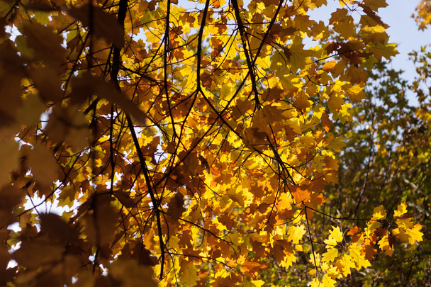 Puu syksyllä
 - Valokuva, kuva