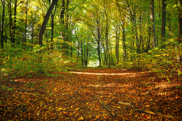 Beautiful sunny day in the autumn forest - Zdjęcie, obraz