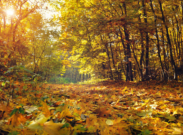 Beautiful day in the autumn forest with sun rays - Foto, Imagem