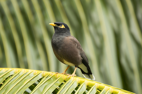 Ortak myna (Acridotheres tristis) kuş türü Praslin Adası, Seyşel Adaları - Fotoğraf, Görsel