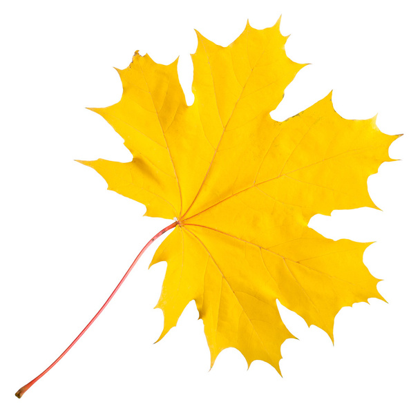 jesienny liść klonu - Zdjęcie, obraz