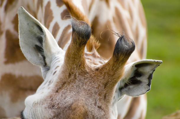 primo piano della giraffa
 - Foto, immagini