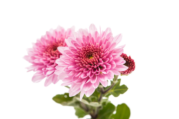 Chrysanthème Décoration de fleurs
 - Photo, image