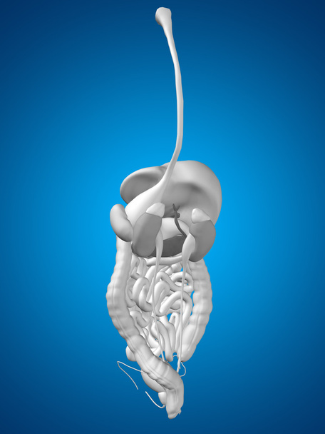 l sistema digestivo humano
 - Foto, Imagen
