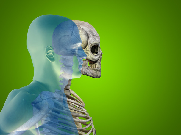 Ανατομία έννοια ή εννοιολογική ανθρώπινη ιατρική ή την υγεία σώμα στο στήθος man, επικεφαλής πράσινο φωτεινό φόντο - Φωτογραφία, εικόνα