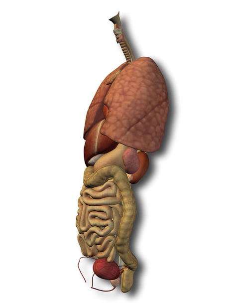 internal abdominal or thorax organs - Photo, Image