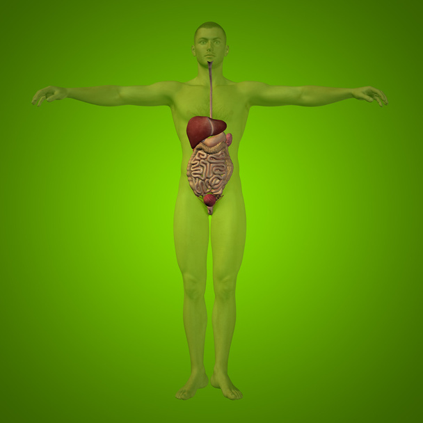 Anatómiai emberi emésztőrendszer - Fotó, kép