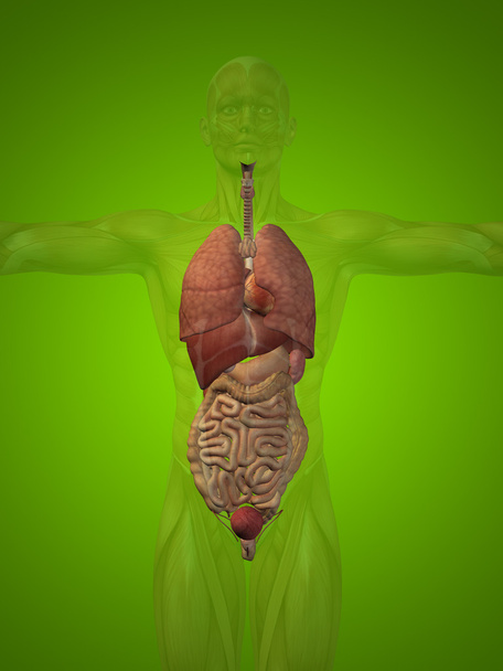 Человеческая структура с внутренними органами
 - Фото, изображение