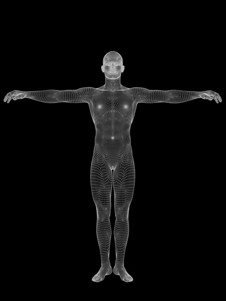 menselijke man anatomie - Foto, afbeelding