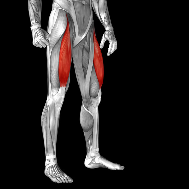 upper legs anatomy - Photo, Image
