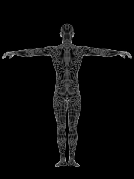 Anatomia feita de wireframe branco
 - Foto, Imagem
