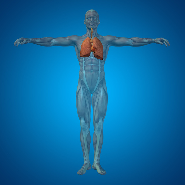 kavramsal anatomik insan - Fotoğraf, Görsel