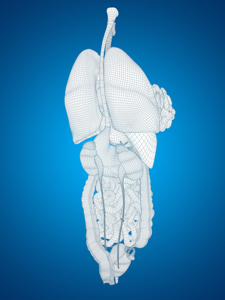 Konzept konzeptionelle anatomische menschliche Frau 3d schwarzes Drahtgeflecht Verdauungssystem auf blauem Hintergrund - Foto, Bild